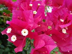 گل کاغذی کبیر